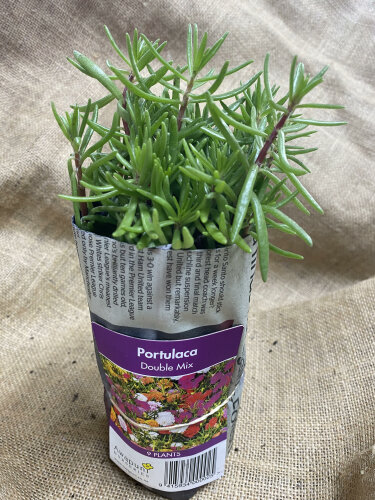 Portulaca - Double Mixed